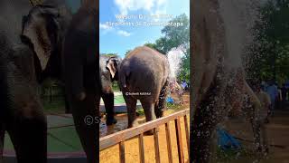 Mysuru Dasara Elephants playing at Bannimantapa 2024