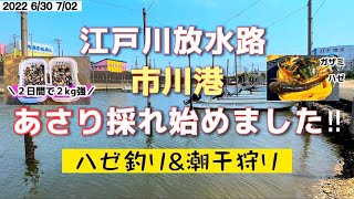 『江戸川放水路 河口 市川港』アサリ採れ始めましたよ〜♪2日間 ハゼ釣果は⁉︎ 6/30,7/02 #ハゼ釣り#江戸川放水路#潮干狩り#Gobyfishing#ClamDigging