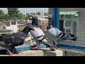 Essa khta ha Dill se KABUTTARBAZI || ANJU PEHLWAN MALERKTLA || PUNJAB PIGEONS LOFTS