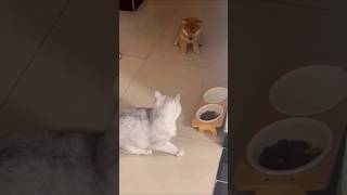 그냥 친하게 지내고 싶은 것뿐인데 🐶🐱 #shorts #pets #강아지 #funny #cute #cutedog #cat #냥이