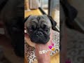 顔芸の出来る1歳のバグ_pugのり助159