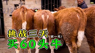 带徒弟挑战3天买60头牛！粉丝人都不来，直接打钱让我给他买牛