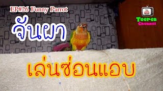 Funny Parrot EP#26 | น้องจันผาเล่นซ่อนแอบ #กรีนชีคเยลโล่ไซส์