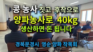 콩 농사 짓고  후작으로 양파농사로  40kg 생산하면 돈 됩니다.