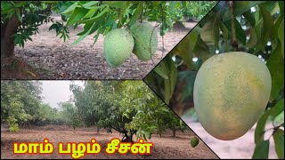 மாம்பழ சீசன்| மாம்பழம் அறுவடை காலம் | மாம்பழம் மரத்தில் பழூக்கும் காட்சி | MT