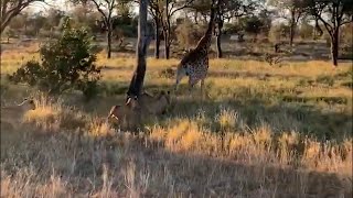 Giraffe Defends Itself Against Lions and Escapes