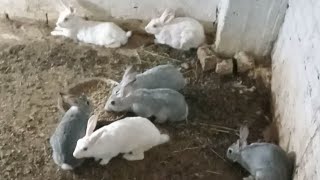 طلعت الارانب بالليل ودى من أهم الحاجات اللى نعملها مع الارانب أن ناكلهم بالليل 🐇🐇