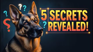 German Shepherd’s Secret Superpowers: 5 Things They Know About You!