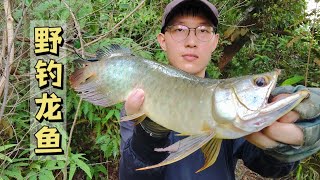 今年第二十四条，龙鱼越来越难钓了#fishing #lure #lurefishing #arowana