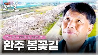 [신정일의 천년의 길] 완주 봄꽃길 l JTV전주방송