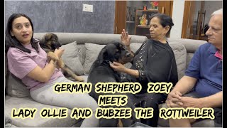 Lady Ollie And Bubzee Meet Zoey | Rottweiler And German Shepherd Pet Adventure In Indian Family