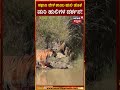 nagarahole tiger reserve ನಾಗರಹೊಳೆಯಲ್ಲಿ ಸಫಾರಿ ವೇಳೆ ಪ್ರವಾಸಿಗರಿಗೆ ತಾಯಿ ಹುಲಿ ಜೊತೆ ಮರಿ ಹುಲಿಗಳ ದರ್ಶನ n18s