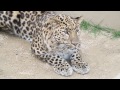 神戸市立王子動物園　パンダ、白クジャクほか　2016.03.31　後編