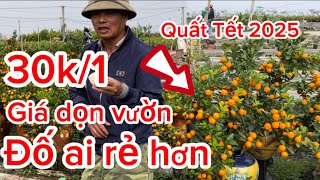 Xả lỗ quất sọ dừa chum dù bán Tết 2025 của chú thao 097 2609117