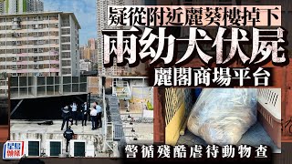 伏屍平台｜長沙灣麗閣商場兩幼犬伏屍平台 警循虐畜調查｜麗閣商場｜墮下？｜殘酷對待動物｜愛協｜星島頭條新聞