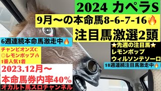 【2024.カペラS】前走〇〇組に注目⁈9月〜の本命馬8-6-7-16！激選注目馬2頭！