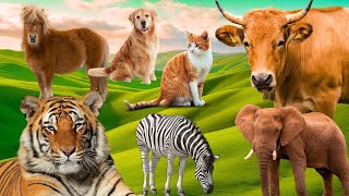 Animal Sounds In Peaceful: Tiger, Lion, Dog, Cat, Cow, Goat, Elephant and More! p189