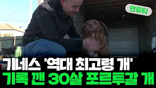 [지구촌톡톡] 기네스 '역대 최고령 개' 기록 깬 30살 포르투갈 개 外