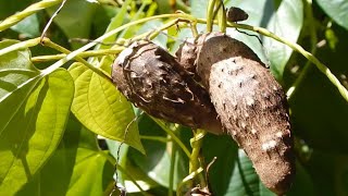 বানিজ্যিক ভাবে মেটে আলু চাষ - বিঘা প্রতি আয় ১ লক্ষ টাকা