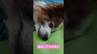 ビクッとしたけれど #シニア犬 #パピヨン #老犬 #痴ほう