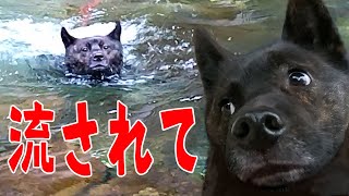 渓流でビビり犬が初めての犬かきに挑戦！