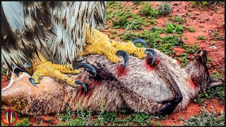 This Terrible Giant Eagle Feasts on Kangaroos, Goats and Wolves