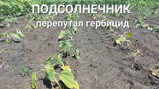 🌻ПОДСОЛНЕЧНИК перепутал гербицид!