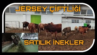 JERSEY ÇİFTLİĞİ ( KALİTELİ SATILIK İNEKLER )