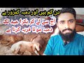 Bakra Eid Kay Liye #Dumba Kaise Taiyar Hoga || dumbo ki mukammal daikh bhaal aur daana/Chara.