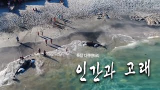 창사 50주년 다큐 '인간과 고래' 🐋 '(Humans and whales)