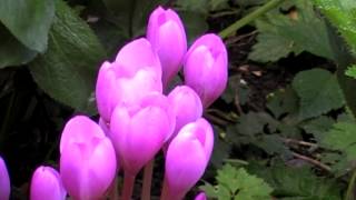 Poisonous Plants 1-2-1 Colchicum autumnale, autumn crocus