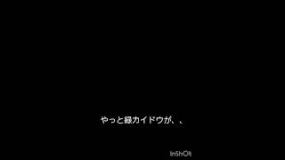 ワンピースバウンティラッシュ 人獣カイドウガチャ