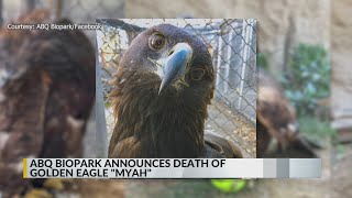 BioPark mourns death of Myah, the golden eagle