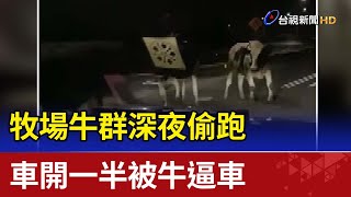 牧場牛群深夜偷跑  車開一半被牛逼車