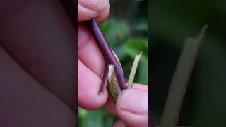 grafting technique #491#plantpropagation #plantgrafting #grafting #gardening #apple #fruit #viral