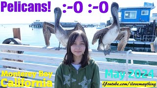 Maya and the Pelicans in Monterey California USA. Big Pelican Birds! Hulyan and Maya's Adventures