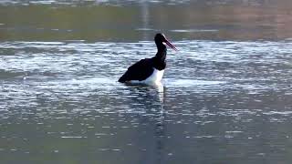 ナベコウの水浴び