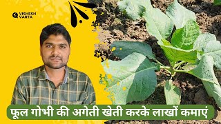 फूल गोभी की अगेती खेती करके लाखों कमाएं | #farming #agriculture