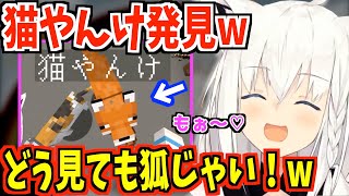 白上さん、猫やんけ発見するww【ホロライブ切り抜き/白上フブキ】