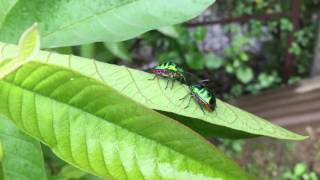 Jewel Bug - Scutelleridae