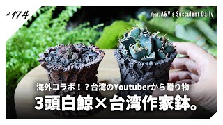 【アガベ】台湾のYoutuber夫婦から届いた作家鉢に、3頭白鯨を仕立てる｜アドロミスクス