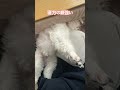 マルペキ 【寝づらそう】 マルチーズ ペキニーズ mix犬 shorts