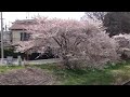 蓮田市は元荒川の桜並木の桜です。