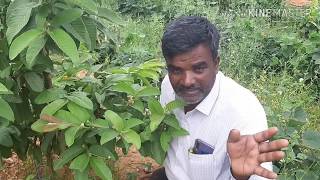 9019162251 Arka kiran Successful Plantation .