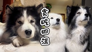 當妳刷到這只小狗時，說明妳的好運要開始了#阿拉斯加 #pets #萌寵 #萌寵好物 #萌寵出道計劃