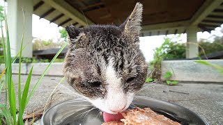 I fed a hungry cat