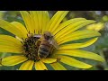 Supernal Magazine Australia - Bee Meditation