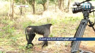 Lion-tailed macaque സിംഹവാലന്‍ കുരങ്ങുകള്‍ അപ്രത്യക്ഷമാകുന്നു