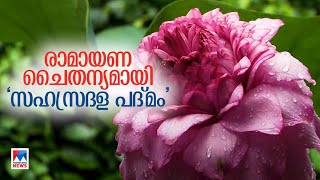 രാമായണ മാസത്തിന്റെ പുണ്യം പകര്‍ന്ന് സഹസ്രദള പദ്മം വിരിഞ്ഞു; മനം നിറഞ്ഞ് ശുഭ ​| Lotus