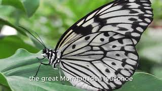 Dead Leaf Butterfly and Great Mormon Butterfly in Taiwan